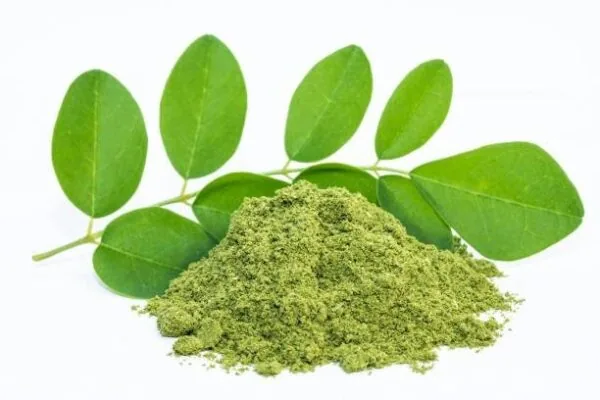 Shade-Dried Moringa Powder Wholesale · Pure Moringa Oleifera