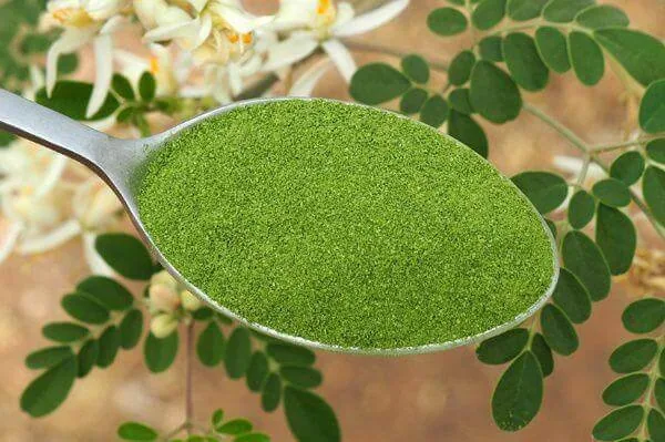 Shade-Dried Moringa Powder Wholesale · Pure Moringa Oleifera