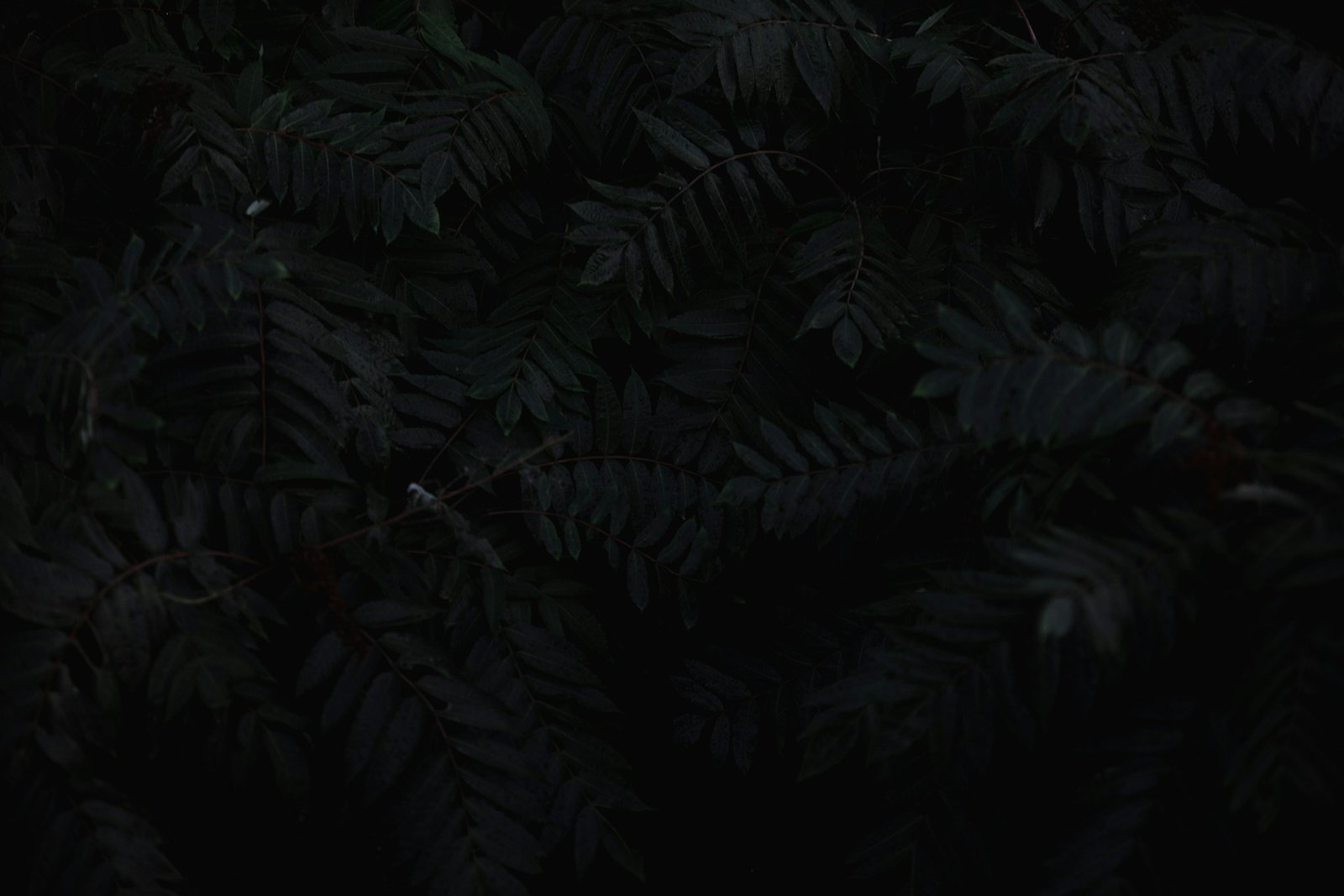 Deep tropical green foliage banner used on Essential Care Plus policy pages